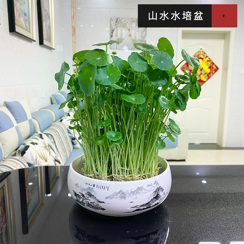 铜钱草招财水培植物办公室桌面盆栽金钱草花卉净化空气吸甲醛绿植-图2