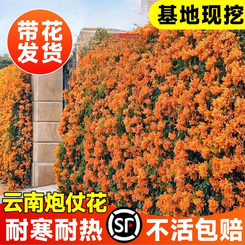 炮仗花爬藤植物鞭炮花大苗老桩多季开花阳台庭院可种藤本攀援花卉 - 图1