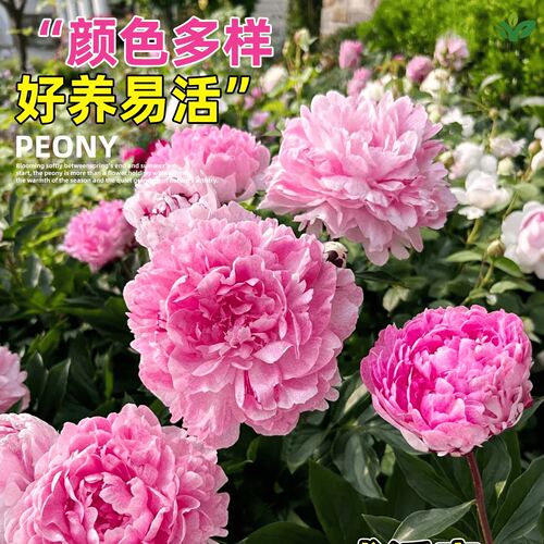芍药花苗重瓣带芽种根四季开花老桩耐寒浓香型大花阳台带花苞盆栽 - 图1
