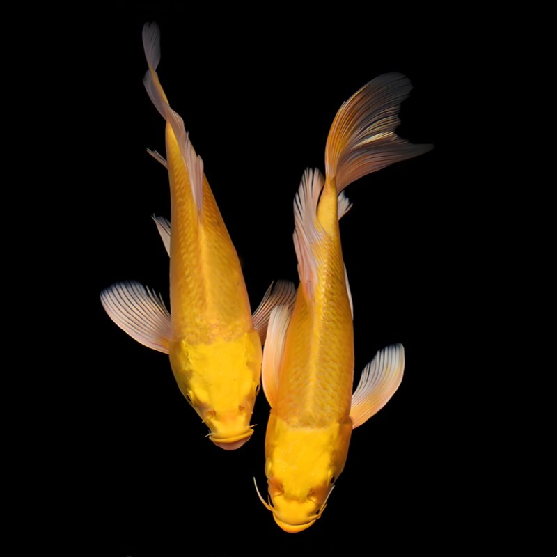 观赏鱼纯种龙凤锦鲤长尾黄金锦鲤冷水自来水鱼淡水好养耐活鱼苗 - 图3