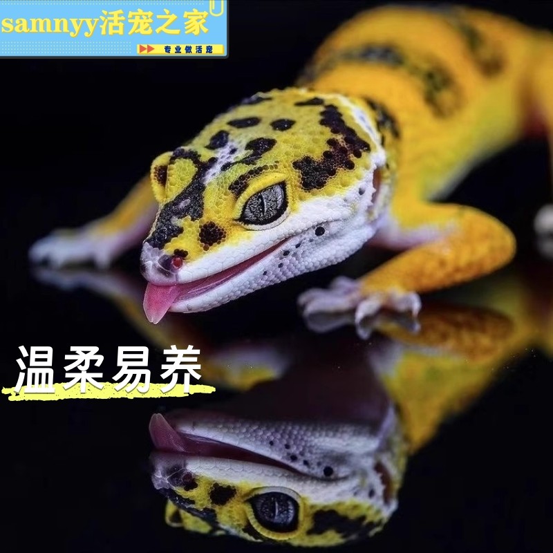 豹纹守宫蜥蜴宠物鬃狮爬宠幼体小火龙活物爬虫易好养网红宠物幼体,淘宝优惠券,粉丝福利购,淘宝优惠卷