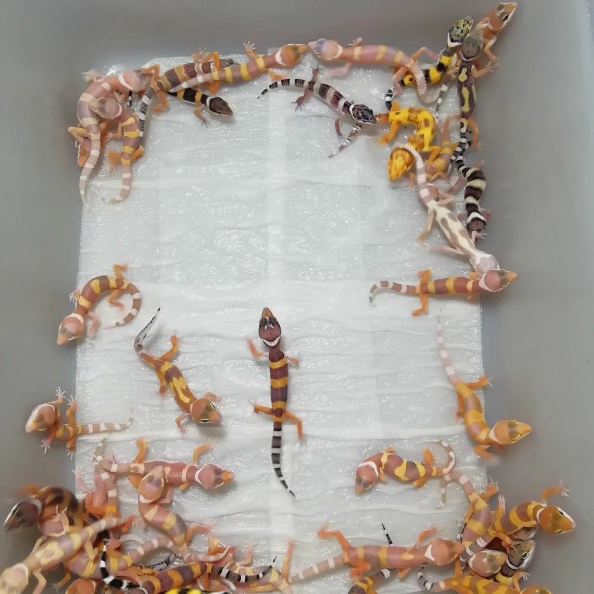 豹纹守宫蜥蜴宠物鬃狮爬宠幼体小火龙活物爬虫易好养网红宠物幼体,淘宝优惠券,粉丝福利购,淘宝优惠卷