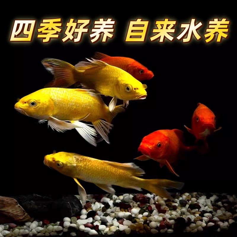 观赏鱼纯种龙凤锦鲤长尾黄金锦鲤冷水自来水鱼淡水好养耐活鱼苗 - 图2