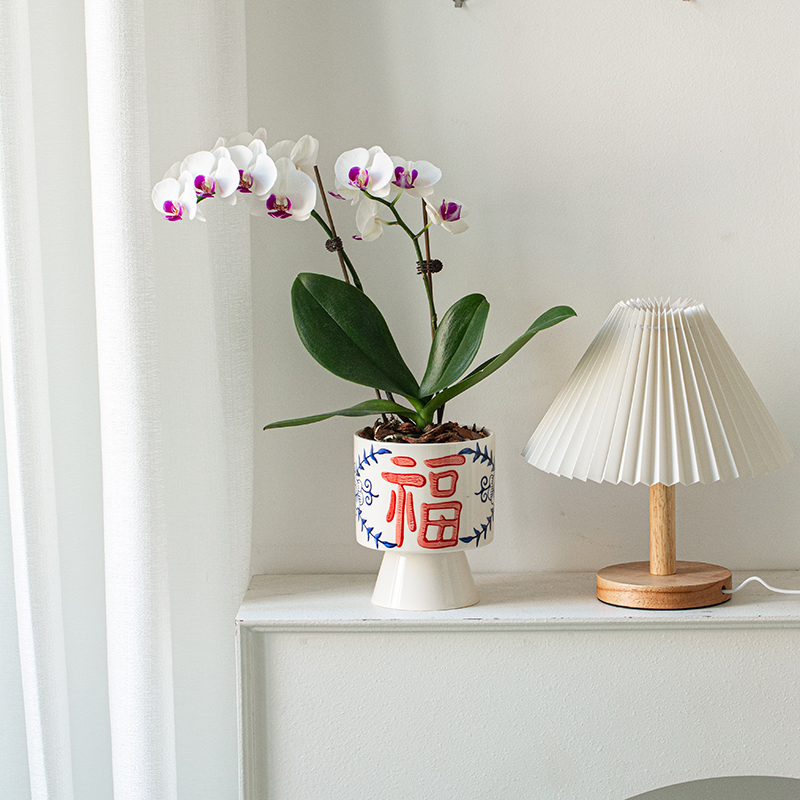 白色蝴蝶兰四季开花室内客厅花卉绿植节日礼物年宵花桌面植物盆栽 - 图2