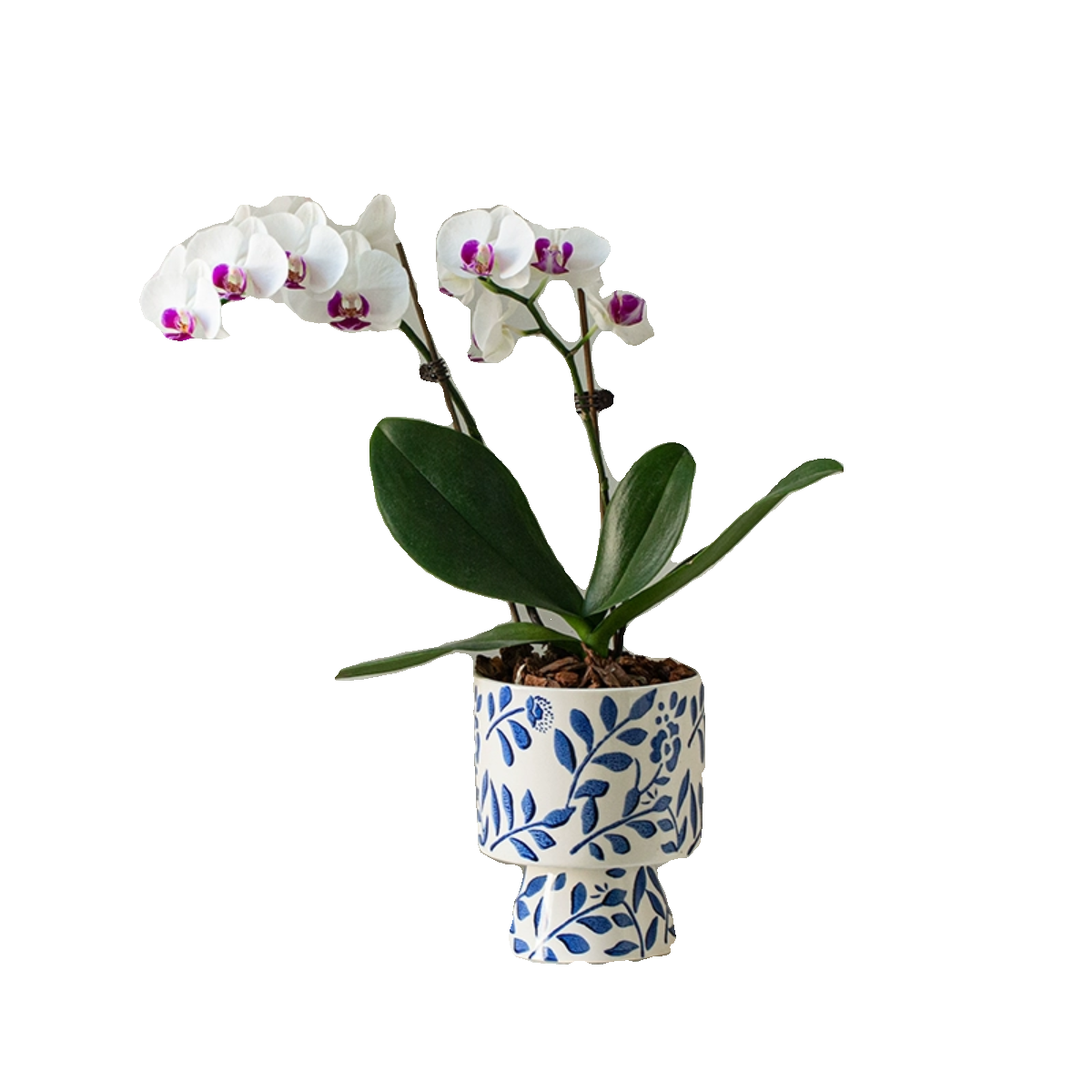 白色蝴蝶兰四季开花室内客厅花卉绿植节日礼物年宵花桌面植物盆栽 - 图3