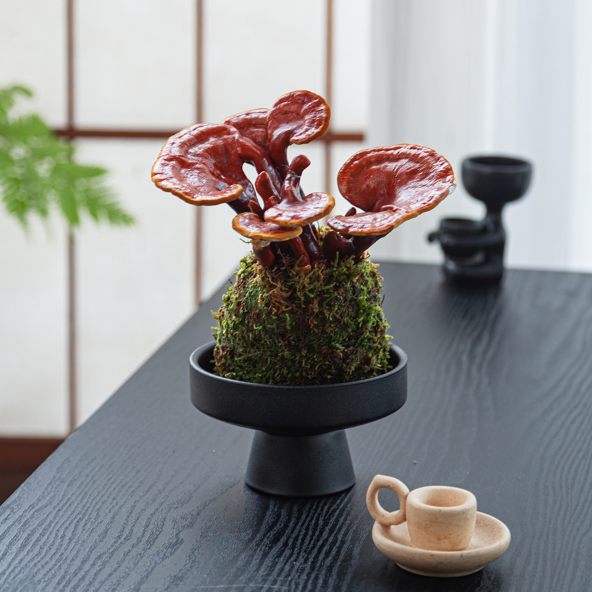 水培灵芝盆栽苔藓球绿植物办公室内茶室桌面小盆景创意摆件好养花 - 图2