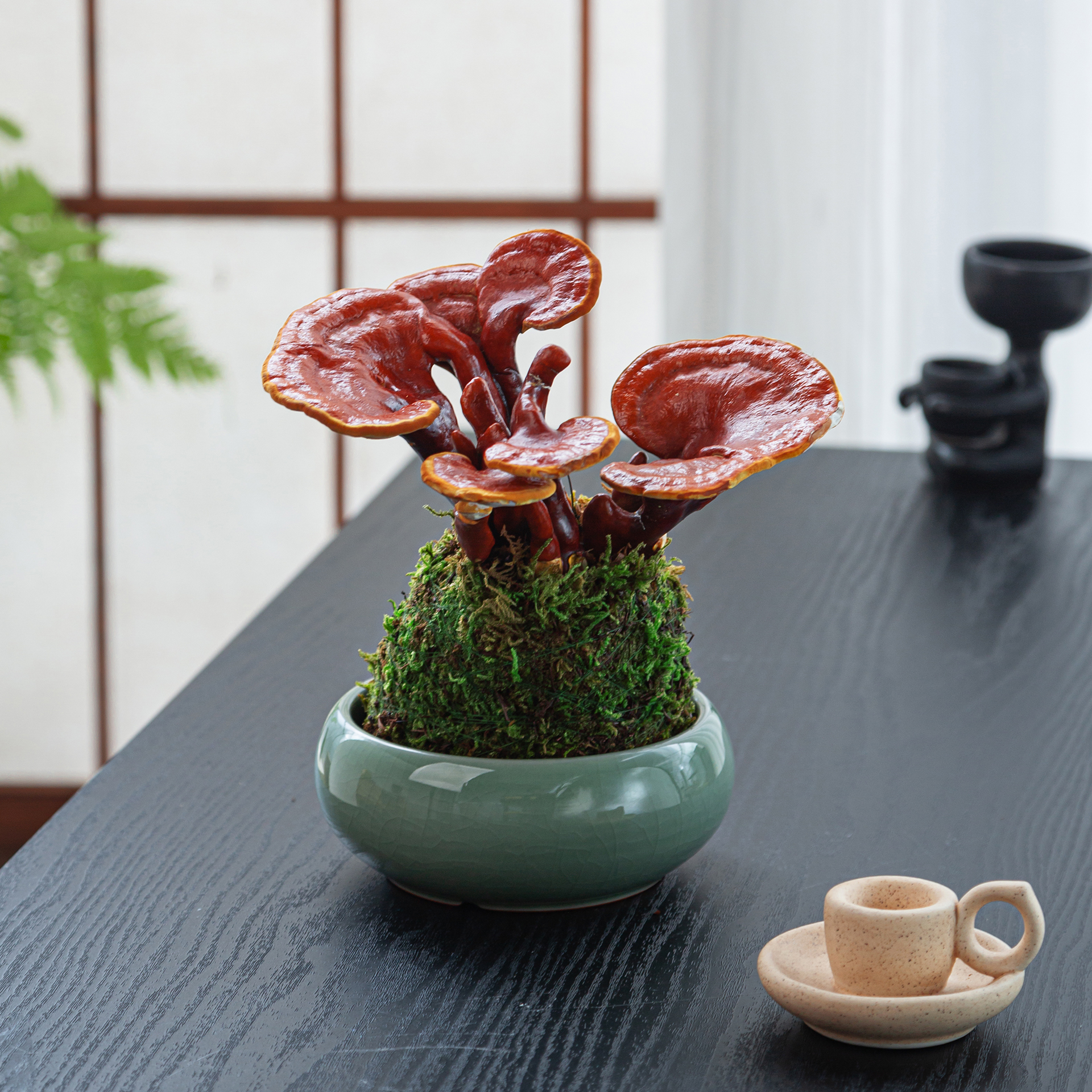 水培灵芝盆栽苔藓球绿植物办公室内茶室桌面小盆景创意摆件好养花 - 图1