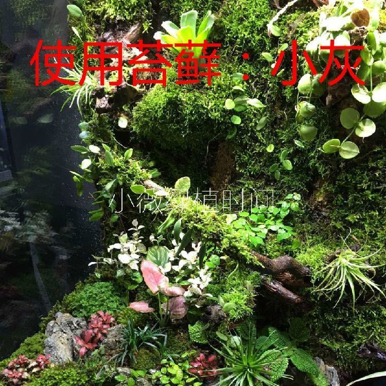 鲜苔藓鲜活人工养殖朵朵藓15*8cm三盒装盆景雨林缸水陆缸苔藓diy - 图3