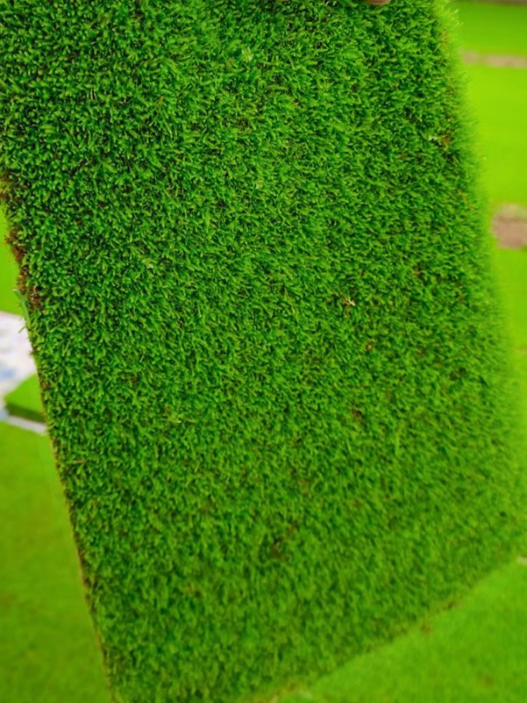 鲜活苔藓微景观盆景蒲面青苔人工驯化白发短绒小灰藓苔藓庭院草皮-图2