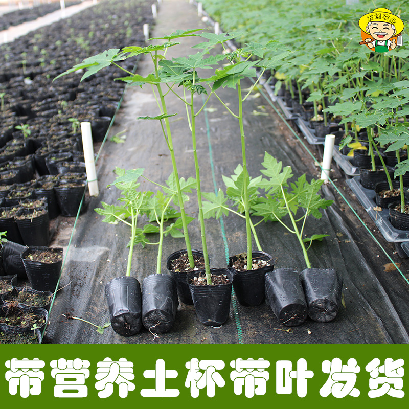 大青红肉木瓜苗南方四季种植水果木瓜苗冰糖木瓜苗红心木瓜树苗