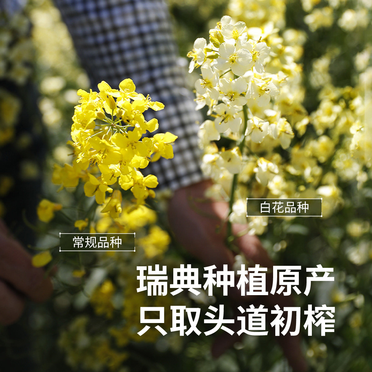 瑞典进口礼盒礼物食用油菜籽油新年春节年货送礼长辈实用0.5L*2,淘宝优惠券,粉丝福利购,淘宝优惠卷