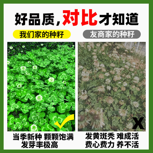 三叶草种子绿肥白三叶红三叶草籽幸运草四季常青护坡绿化草坪种籽 - 图2