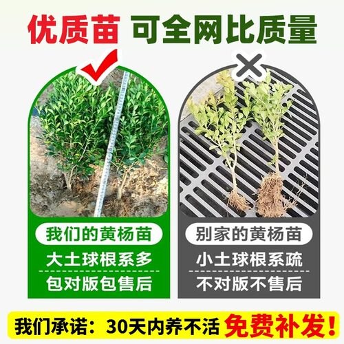 小叶黄杨苗瓜子黄杨苗法国冬青大苗金边黄杨庭院绿篱道路绿化树苗 - 图1