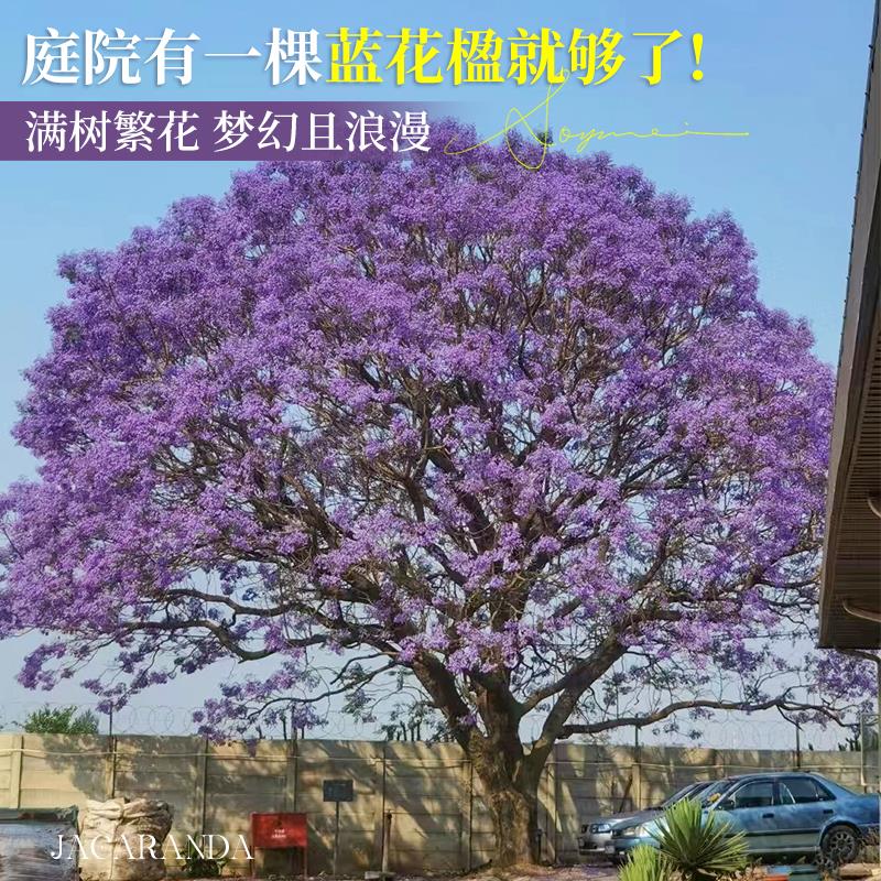 蓝花楹树苗大树正宗耐寒名贵风景树乔木户外庭院种植盆栽老桩树木 - 图3