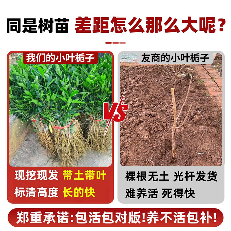 小叶栀子花苗重瓣浓香型大叶栀子花盆栽室外庭院四季常青绿化小苗,淘宝优惠券,粉丝福利购,淘宝优惠卷