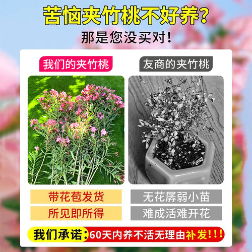 四季常青夹竹桃树苗盆栽绿化苗室外绿植地栽柳叶桃驱蚊草绿篱花卉 - 图1