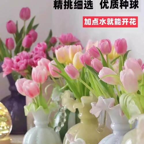 进口郁金香种球带芽5度球水培土养花卉室内盆栽植物开花种子耐寒 - 图2