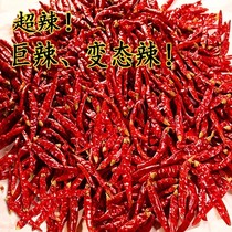 Sichuan Millet Peppers Dried Chili Pepper 500g Tent Hot Pepper Hot Pepper 7 Stars Red Sea Peppers Red Hot Chili Peppers Dried Goods Bulk