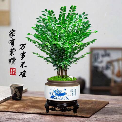小叶紫檀老桩含盆盆景室内外桌摆观叶绿植易养盆栽 - 图0