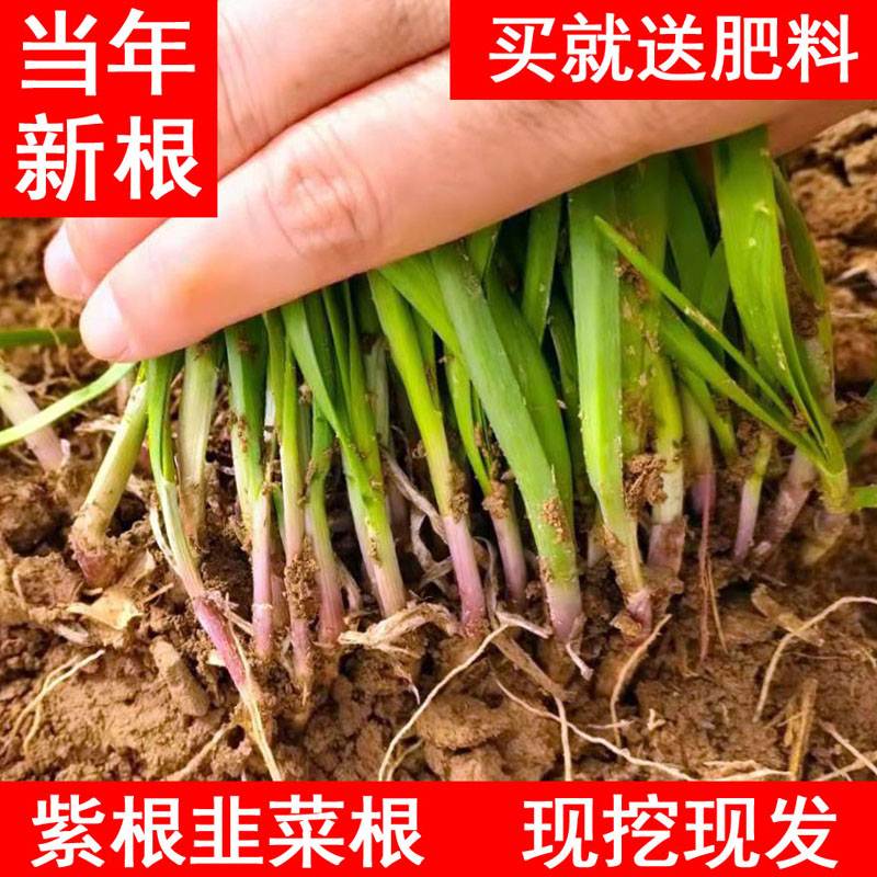 韭菜根苗紫根现挖韭菜根种四季宽叶阳台韭菜根包邮新鲜韭菜根庭院 - 图2