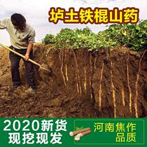 Origin] Fresh Henan Jiao Zuowen County Clay Soil Iron Stick Huai Yam Iron Rod Huai Mountain Huai Iron Stick Yam