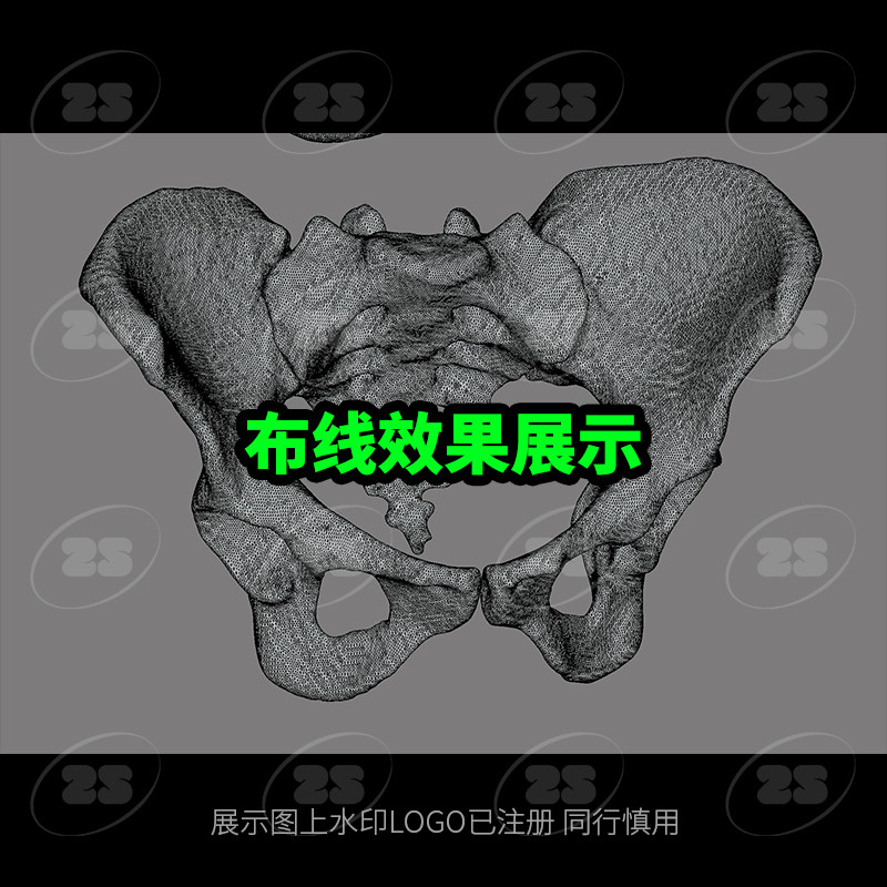 男女性盆骨骨骼骨头解剖生物OBJ医学3D模型blender建模C4D素材967 - 图3