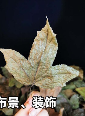 干枫树叶铺地平方手工书签标本
