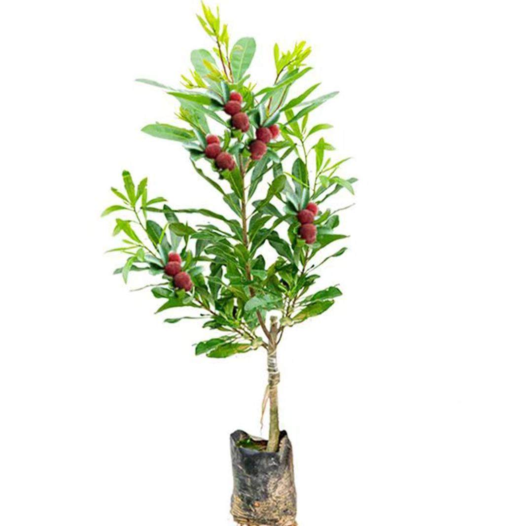 东魁杨梅苗黑炭杨梅果树水晶白梅早熟红杨梅抗寒耐热南北方可种植,淘宝优惠券,粉丝福利购,淘宝优惠卷