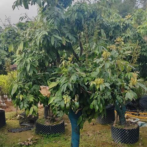 正品观音绿荔枝果苗八月马贵荔白糖罂营养杯苗带土带叶发货好成活 - 图0