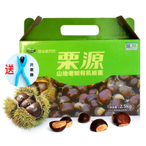 2023 Old Tree Organic Fresh Chestnut 5 Kg Gift Boxed Artificial Hand Selected Raw Chestnut Hebei Teprolific chestnut