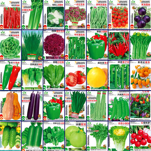 蔬菜种子四季播家庭阳台盆栽庭院易种植番茄黄瓜辣椒西瓜籽孑大全-图1