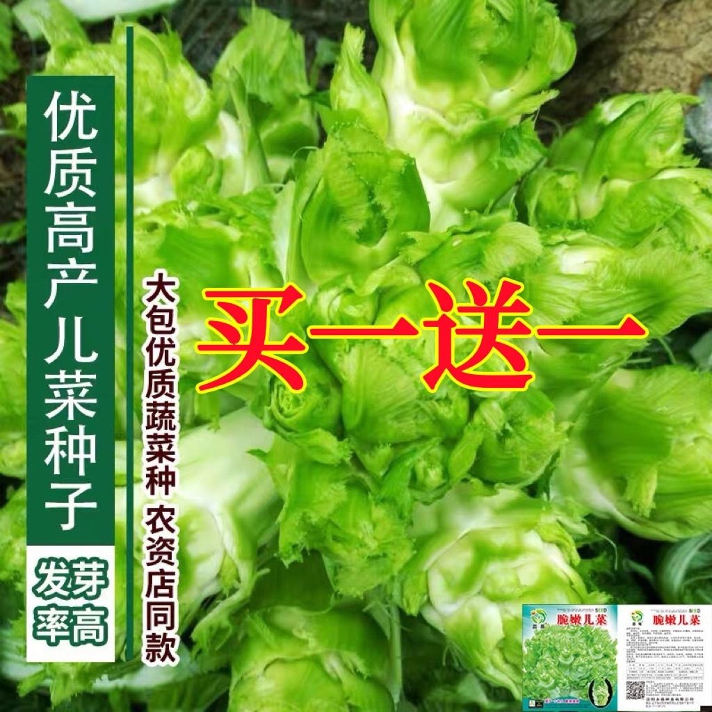 四川儿菜种子种籽芥菜种四季菜种娃娃菜蔬菜抱儿菜孑菜籽耳菜重庆 - 图1