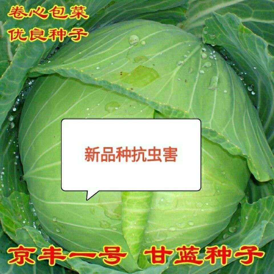 京丰一号甘蓝种子高产秋播阳台蔬菜种孑包菜种子农家菜园卷心菜籽 - 图0