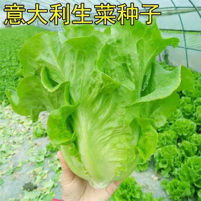 意大利生菜种子籽抗热耐抽苔全年生菜四季种植家庭阳台菜园易种植-图1