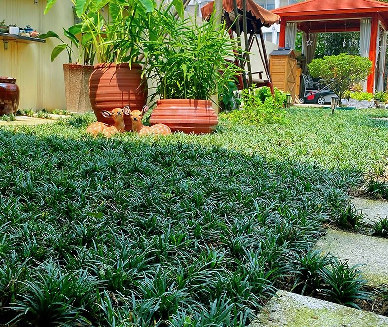 墙面草皮花园绿植人造造景四季常青草种子草籽草坪种子园林绿化 - 图0