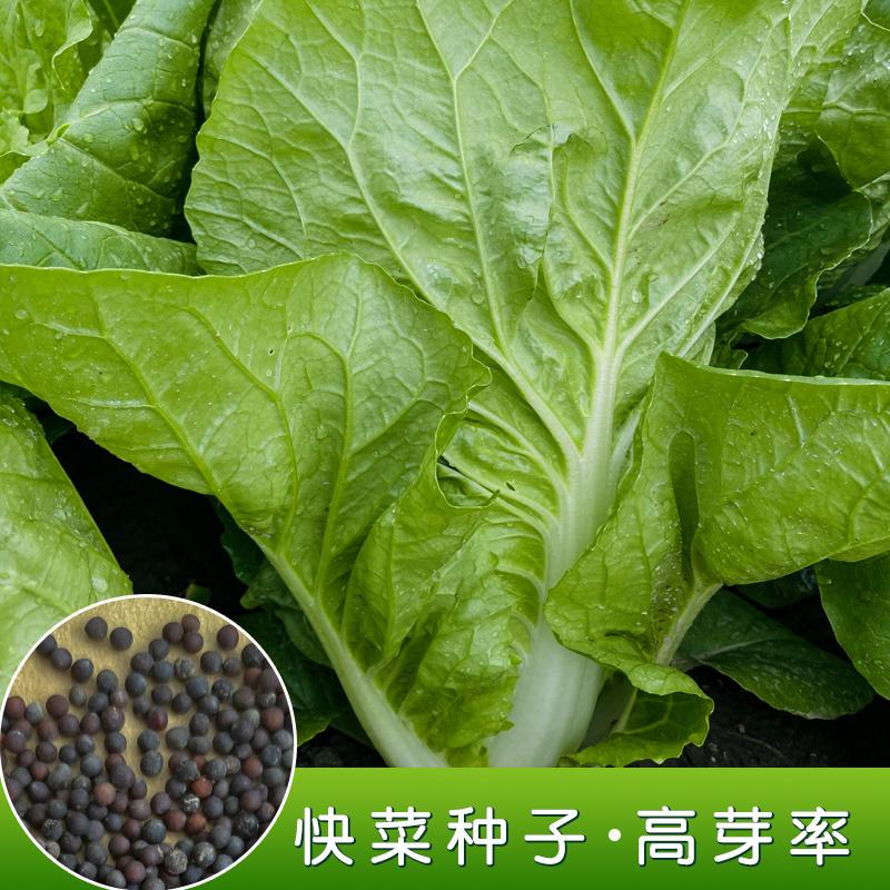 20天四季速生耐热耐抽苔白菜种子快菜种子大小白菜蔬菜阳台小院 - 图0