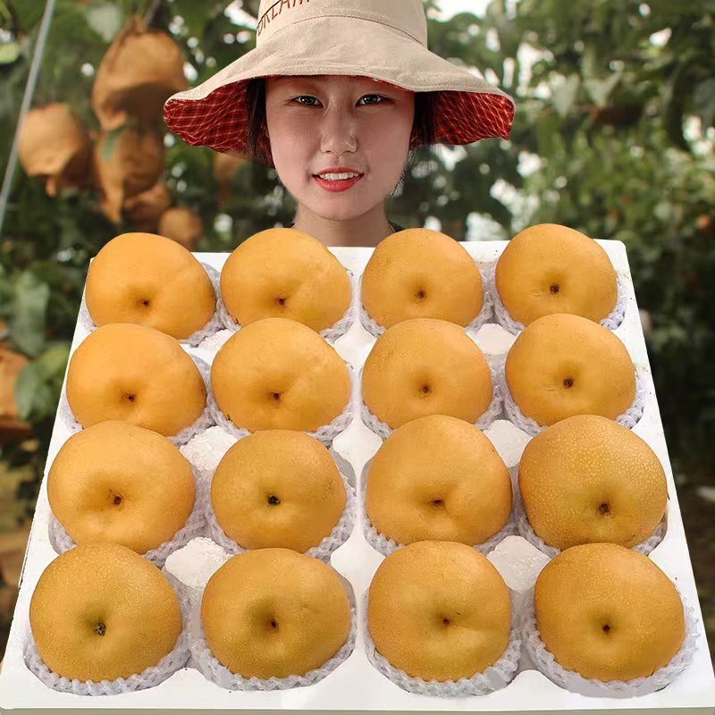 【格润富德】正宗秋月梨假一罚万礼盒装山东梨子新鲜10