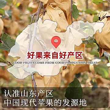 烟台正宗奶油富士霜降苹果 现摘现发产地直供[10元优惠券]-寻折猪