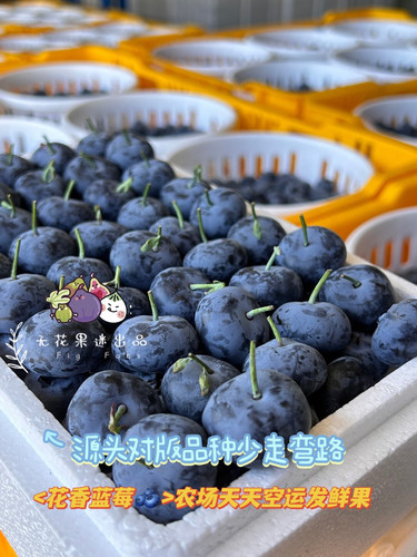 L25F6蓝莓花香蓝莓一加仑盆栽蓝莓苗带盆带土对版新品蓝莓盆栽苗 - 图2