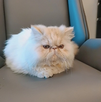 Meet pet tailstock clearing house flawless products for sale customers specialize in