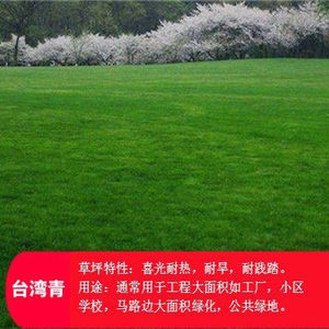 金貅车前子 水洗车前草籽车前仁室250克非种子宜搭肉苁蓉锁阳枸杞