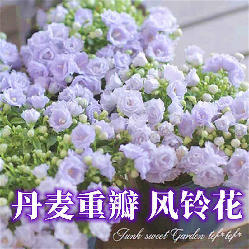 风铃子花 新人首单立减十元 22年8月 淘宝海外