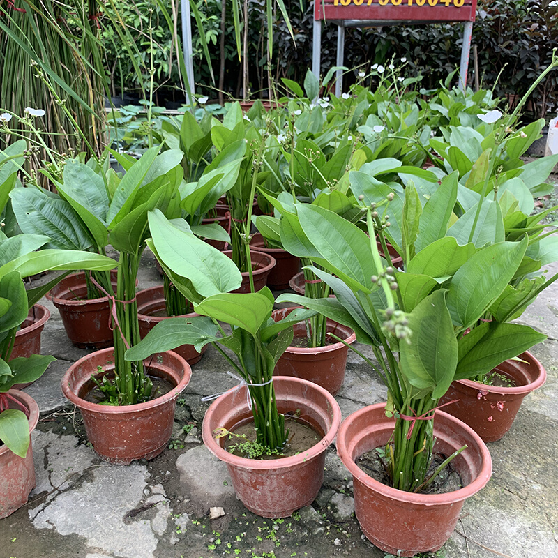 珍珠兰盆栽室外水生花卉 珠兰观赏水生水养池塘绿植盆栽 室内绿植 - 图1