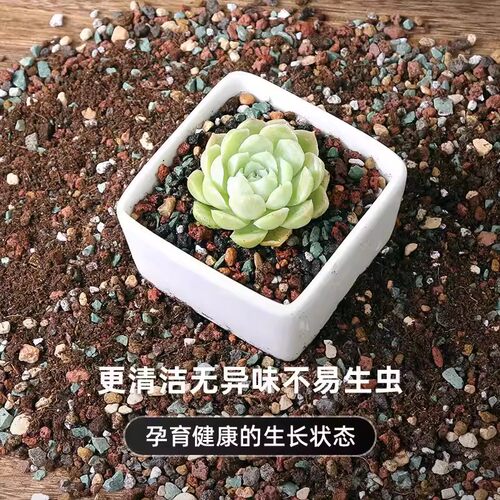 多肉专用颗粒土营养土多肉种植土壤花土盆栽思威博颗粒铺面麦饭石 - 图3