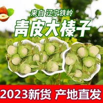 New Goods Green Leather Hazelnut With Green Leather Hazelnut Green Peel Great Hazelnut Water Pulp Rind Nuts Northeast