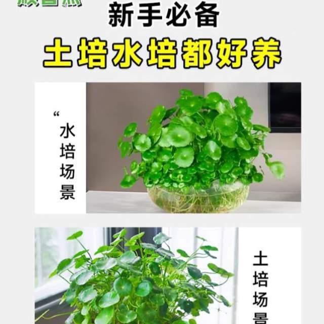 植钱物兰家用金钱草绿萝碗莲简约空气金家草吊养花居睡莲CGY1912 - 图3