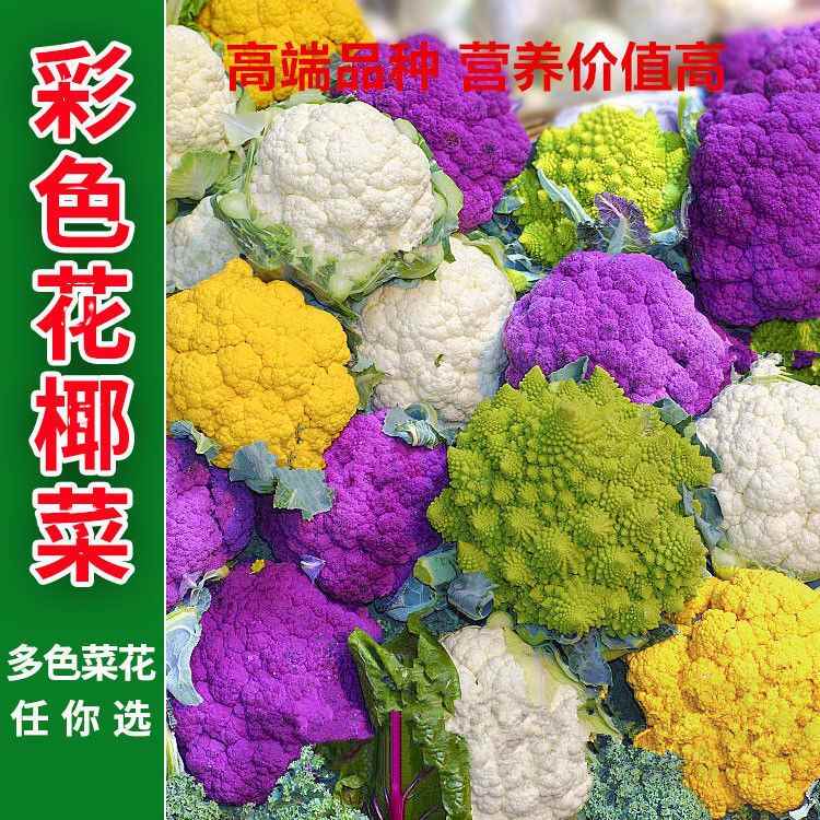 紫色花菜 新人首单立减十元 22年7月 淘宝海外