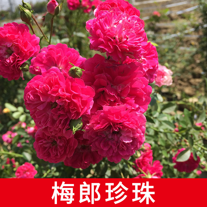 1.5米左右藤本月季花苗爬藤蔷薇花苗大花浓香四季开花阳台庭院 - 图1