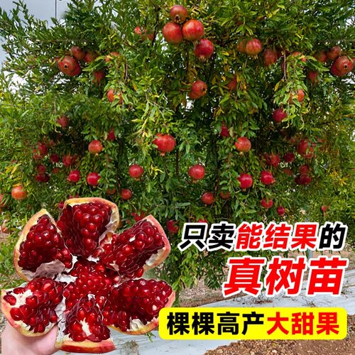 石榴树树苗突尼斯软籽无籽蒙阳红石榴盆栽庭院果树果苗特大号带土 - 图2