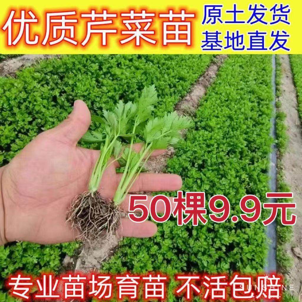 四季芹菜苗幼苗小香芹苗大芹菜苗大肉西芹秧苗地栽阳台蔬菜苗种值,淘宝优惠券,粉丝福利购,淘宝优惠卷